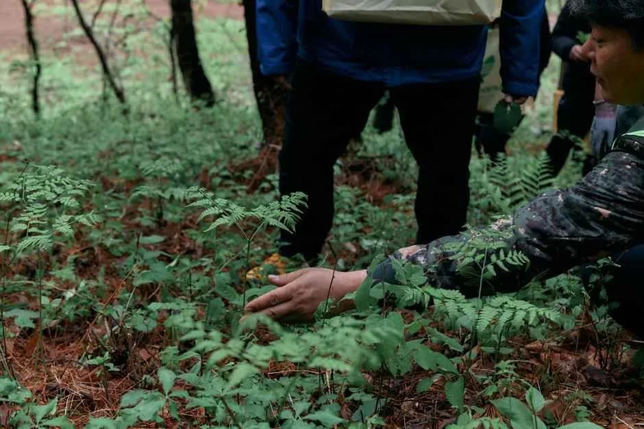 영양 산나물 축제