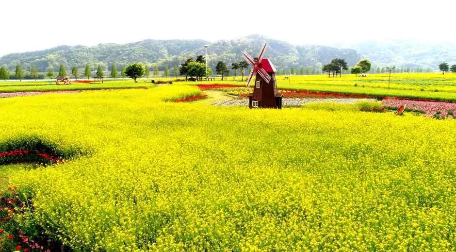 창녕낙동강유채축제