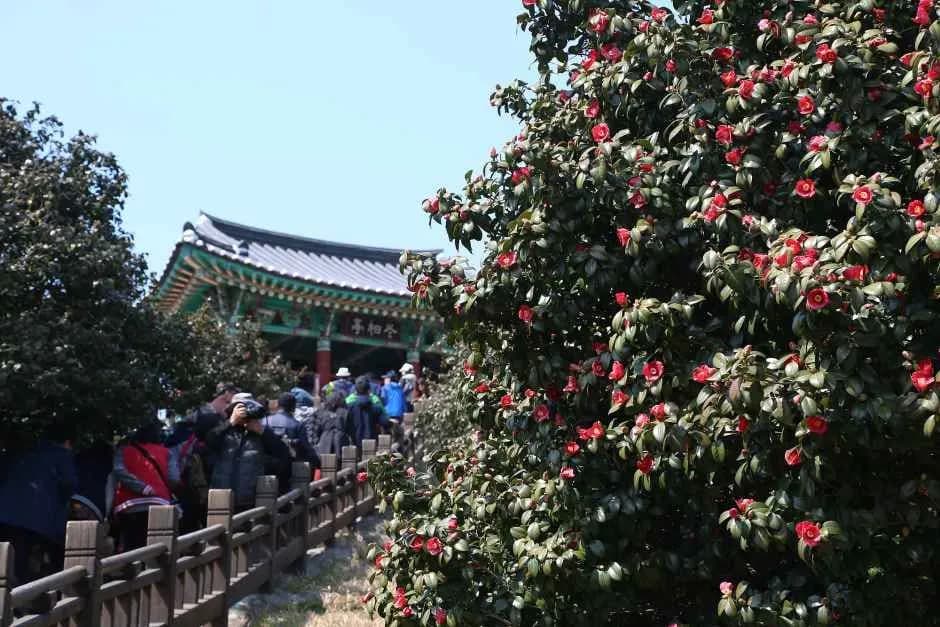 Seocheon Camellia & Webfoot Octopus Festival