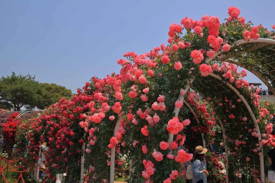 곡성세계장미축제