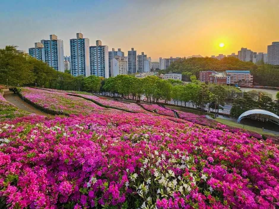 Gunpo Azalea Festival