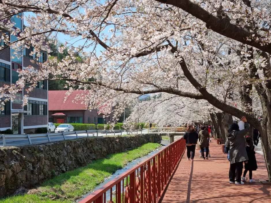 에덴벚꽃길 벚꽃축제