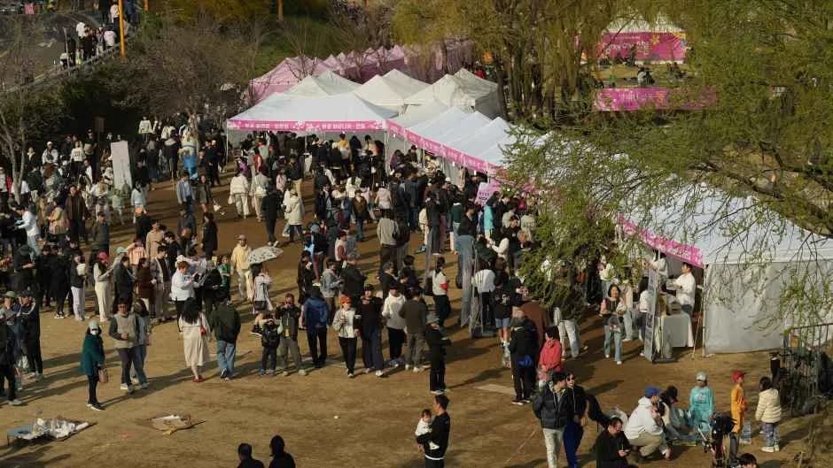 良才川樱花灯笼节