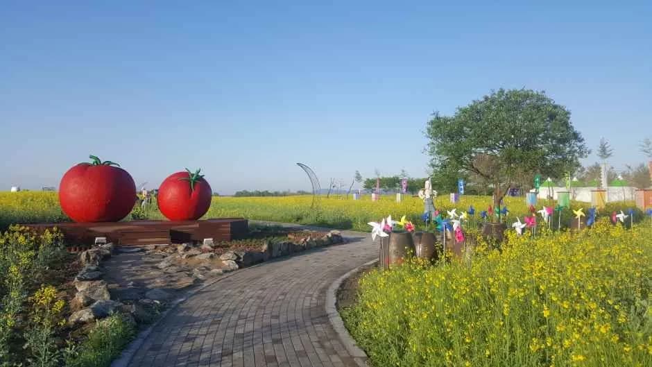 Buyeo Sedo Cherry Tomato & Rape Flower Festival