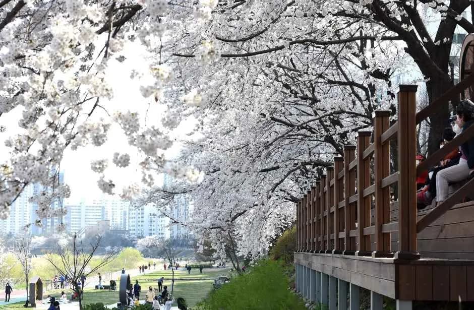 의정부 호원 벚꽃 페스타