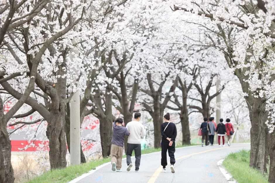 Boeun Cherry Blossom Road Festival