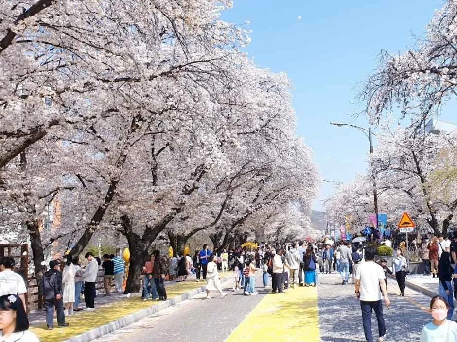 安東桜祭り