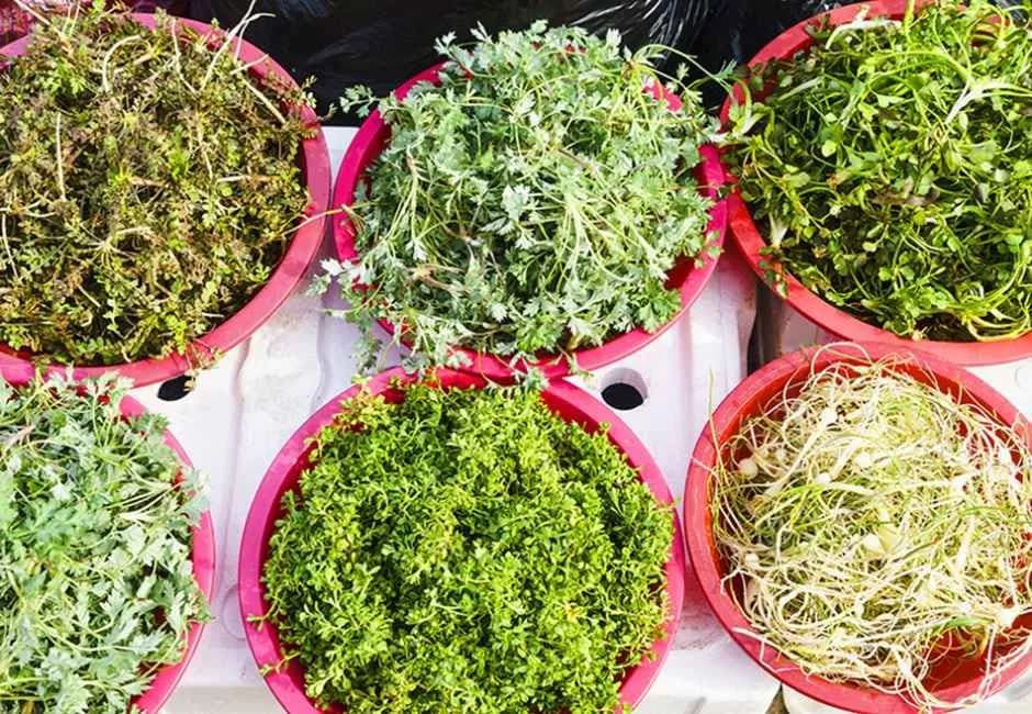 두릅 산나물 축제