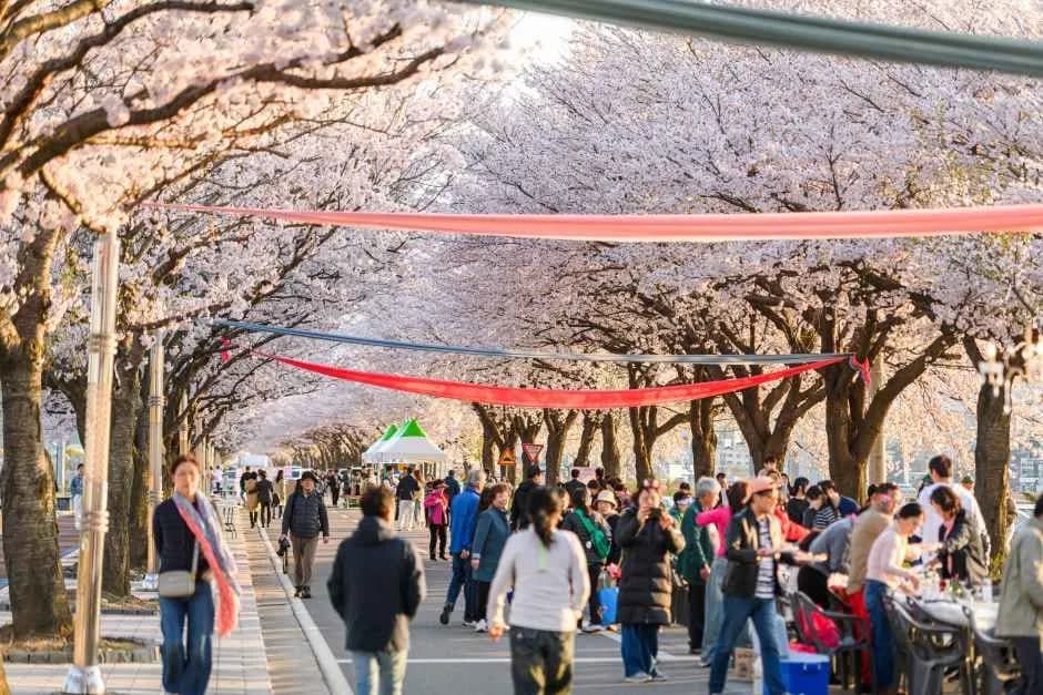 양양 남대천 벚꽃축제