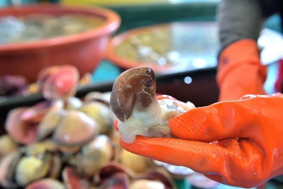 홍성남당항 새조개축제