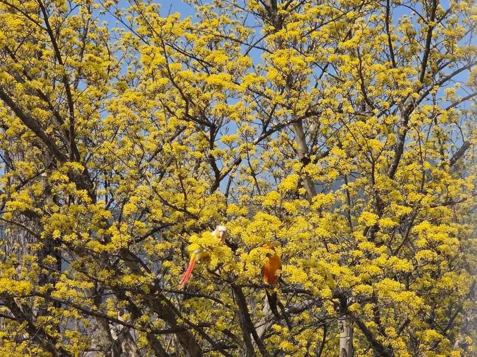 求礼山茱萸花节