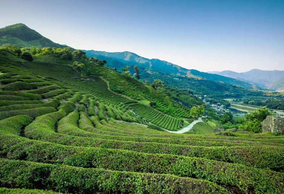河東野生茶文化祭り