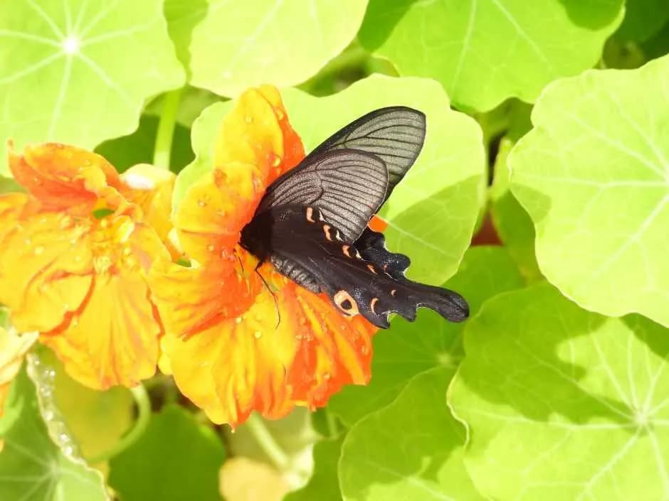 咸平蝴蝶大庆典