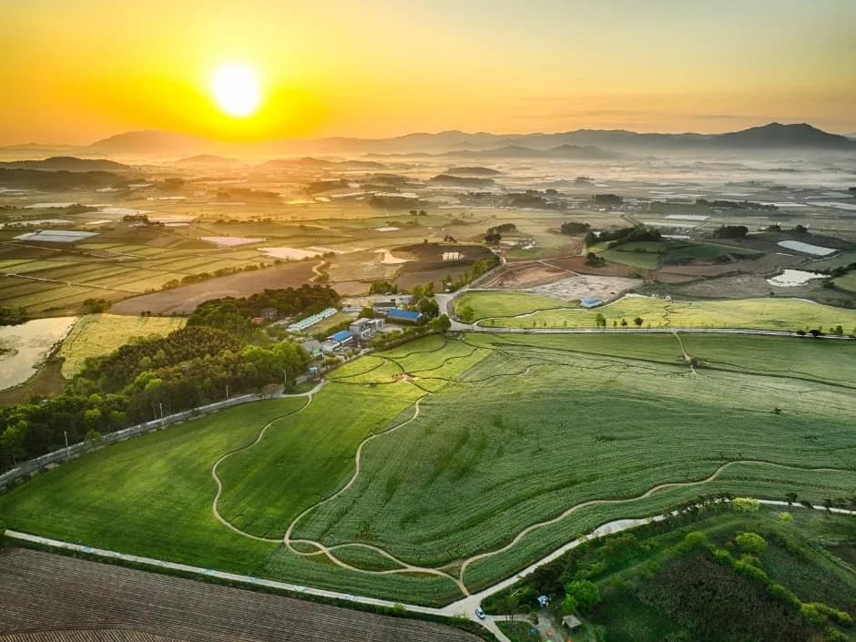 高敞青麦畑祭り
