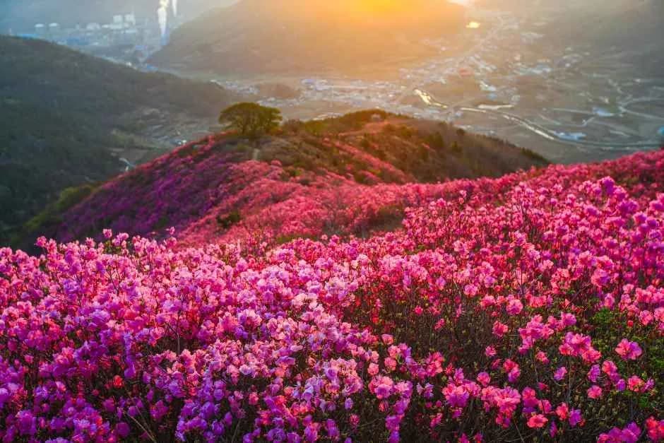 丽水灵鹫山金达莱（杜鹃花）庆典