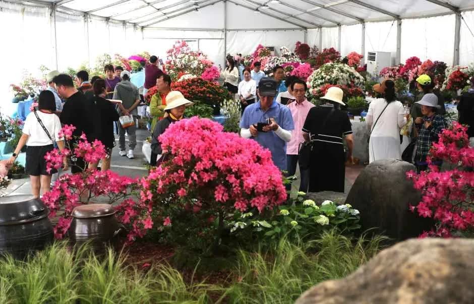 단양 소백산 철쭉제