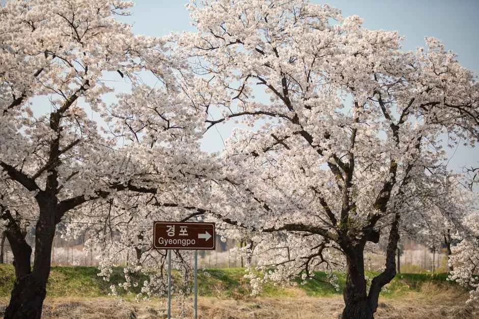 강릉 경포벚꽃축제