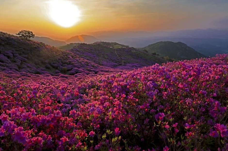 黄梅山杜鹃花节