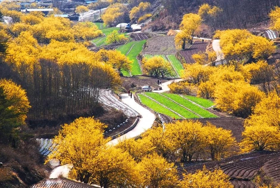 山茱萸村赏花活动